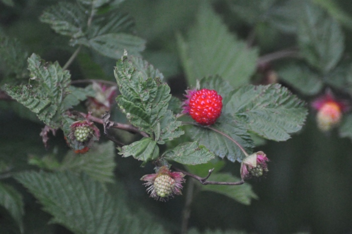 the salmonberry
